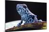 Blue Strawberry Poison Dart Frog, Dendrobates Pumilio Colubre from the Tropical Rain Forest of Pana-kikkerdirk-Mounted Photographic Print