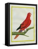 Blue-Streaked Lory-Georges-Louis Buffon-Framed Stretched Canvas