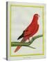 Blue-Streaked Lory-Georges-Louis Buffon-Stretched Canvas