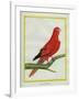 Blue-Streaked Lory-Georges-Louis Buffon-Framed Giclee Print