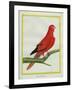 Blue-Streaked Lory-Georges-Louis Buffon-Framed Giclee Print