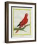 Blue-Streaked Lory-Georges-Louis Buffon-Framed Giclee Print