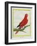 Blue-Streaked Lory-Georges-Louis Buffon-Framed Giclee Print