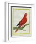 Blue-Streaked Lory-Georges-Louis Buffon-Framed Giclee Print