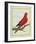 Blue-Streaked Lory-Georges-Louis Buffon-Framed Giclee Print