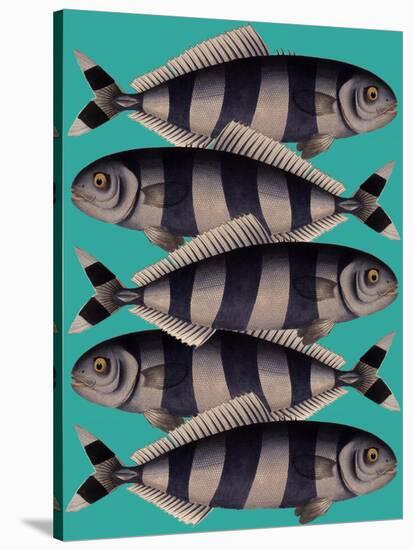 Blue Striped Fish-Fab Funky-Stretched Canvas