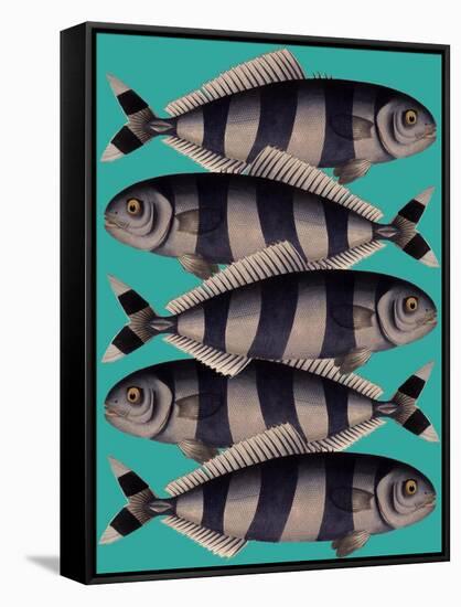 Blue Striped Fish-Fab Funky-Framed Stretched Canvas