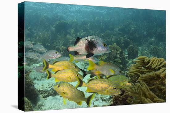 Blue Striped Grunt and Black Margate and Mahogany Snapper, Hol Chan Marine Reserve, Belize-Pete Oxford-Stretched Canvas