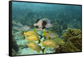 Blue Striped Grunt and Black Margate and Mahogany Snapper, Hol Chan Marine Reserve, Belize-Pete Oxford-Framed Stretched Canvas