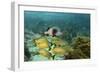 Blue Striped Grunt and Black Margate and Mahogany Snapper, Hol Chan Marine Reserve, Belize-Pete Oxford-Framed Photographic Print