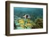 Blue Striped Grunt and Black Margate and Mahogany Snapper, Hol Chan Marine Reserve, Belize-Pete Oxford-Framed Photographic Print