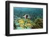 Blue Striped Grunt and Black Margate and Mahogany Snapper, Hol Chan Marine Reserve, Belize-Pete Oxford-Framed Photographic Print