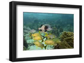 Blue Striped Grunt and Black Margate and Mahogany Snapper, Hol Chan Marine Reserve, Belize-Pete Oxford-Framed Photographic Print