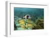 Blue Striped Grunt and Black Margate and Mahogany Snapper, Hol Chan Marine Reserve, Belize-Pete Oxford-Framed Photographic Print