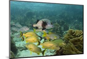 Blue Striped Grunt and Black Margate and Mahogany Snapper, Hol Chan Marine Reserve, Belize-Pete Oxford-Mounted Photographic Print