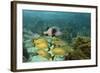 Blue Striped Grunt and Black Margate and Mahogany Snapper, Hol Chan Marine Reserve, Belize-Pete Oxford-Framed Photographic Print