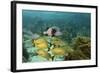 Blue Striped Grunt and Black Margate and Mahogany Snapper, Hol Chan Marine Reserve, Belize-Pete Oxford-Framed Photographic Print