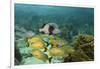 Blue Striped Grunt and Black Margate and Mahogany Snapper, Hol Chan Marine Reserve, Belize-Pete Oxford-Framed Photographic Print