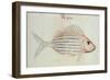 Blue Striped Grunt Fish-John White-Framed Giclee Print