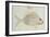 Blue Striped Grunt Fish-John White-Framed Giclee Print