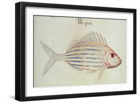 Blue Striped Grunt Fish-John White-Framed Giclee Print