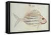 Blue Striped Grunt Fish-John White-Framed Stretched Canvas