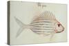 Blue Striped Grunt Fish-John White-Stretched Canvas