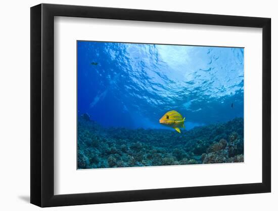 Blue striped Grunt (Haemulon sciurus), Molokini Crater, South Maui, Hawaii, USA-Stuart Westmorland-Framed Photographic Print