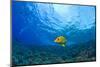 Blue striped Grunt (Haemulon sciurus), Molokini Crater, South Maui, Hawaii, USA-Stuart Westmorland-Mounted Photographic Print