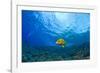 Blue striped Grunt (Haemulon sciurus), Molokini Crater, South Maui, Hawaii, USA-Stuart Westmorland-Framed Photographic Print