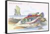 Blue Striped Wrasse-Robert Hamilton-Framed Stretched Canvas
