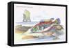 Blue Striped Wrasse-Robert Hamilton-Framed Stretched Canvas