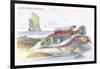 Blue Striped Wrasse-Robert Hamilton-Framed Art Print