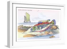 Blue Striped Wrasse-Robert Hamilton-Framed Art Print