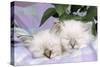 Blue Tabby and Seal Tabby Birman Cats-null-Stretched Canvas