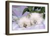 Blue Tabby and Seal Tabby Birman Cats-null-Framed Photographic Print