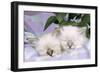 Blue Tabby and Seal Tabby Birman Cats-null-Framed Photographic Print