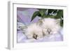 Blue Tabby and Seal Tabby Birman Cats-null-Framed Photographic Print