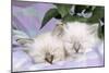 Blue Tabby and Seal Tabby Birman Cats-null-Mounted Photographic Print