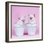 Blue Tabby Birman and Seal Tabby Birman Kittens-null-Framed Photographic Print