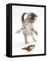 Blue Tabby Kitten Playing with a Common European Toad (Bufo Bufo)-Mark Taylor-Framed Stretched Canvas