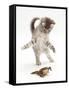 Blue Tabby Kitten Playing with a Common European Toad (Bufo Bufo)-Mark Taylor-Framed Stretched Canvas