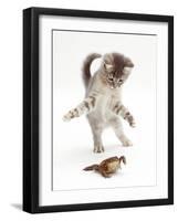 Blue Tabby Kitten Playing with a Common European Toad (Bufo Bufo)-Mark Taylor-Framed Photographic Print