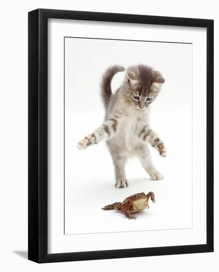 Blue Tabby Kitten Playing with a Common European Toad (Bufo Bufo)-Mark Taylor-Framed Photographic Print