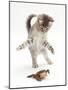 Blue Tabby Kitten Playing with a Common European Toad (Bufo Bufo)-Mark Taylor-Mounted Photographic Print