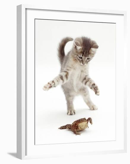 Blue Tabby Kitten Playing with a Common European Toad (Bufo Bufo)-Mark Taylor-Framed Photographic Print