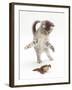 Blue Tabby Kitten Playing with a Common European Toad (Bufo Bufo)-Mark Taylor-Framed Photographic Print