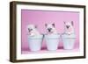 Blue Tabby, Seal Tabby and Blue Birman Kittens-null-Framed Photographic Print