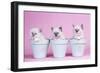 Blue Tabby, Seal Tabby and Blue Birman Kittens-null-Framed Photographic Print