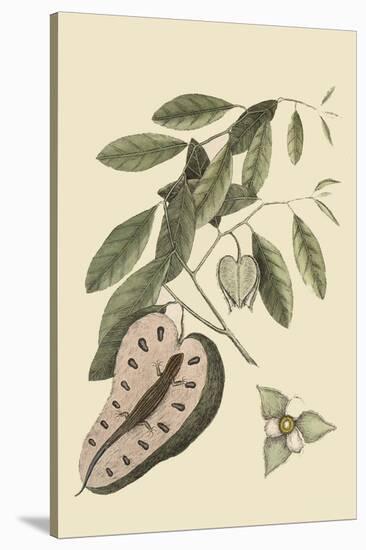 Blue Tail Lizard-Mark Catesby-Stretched Canvas